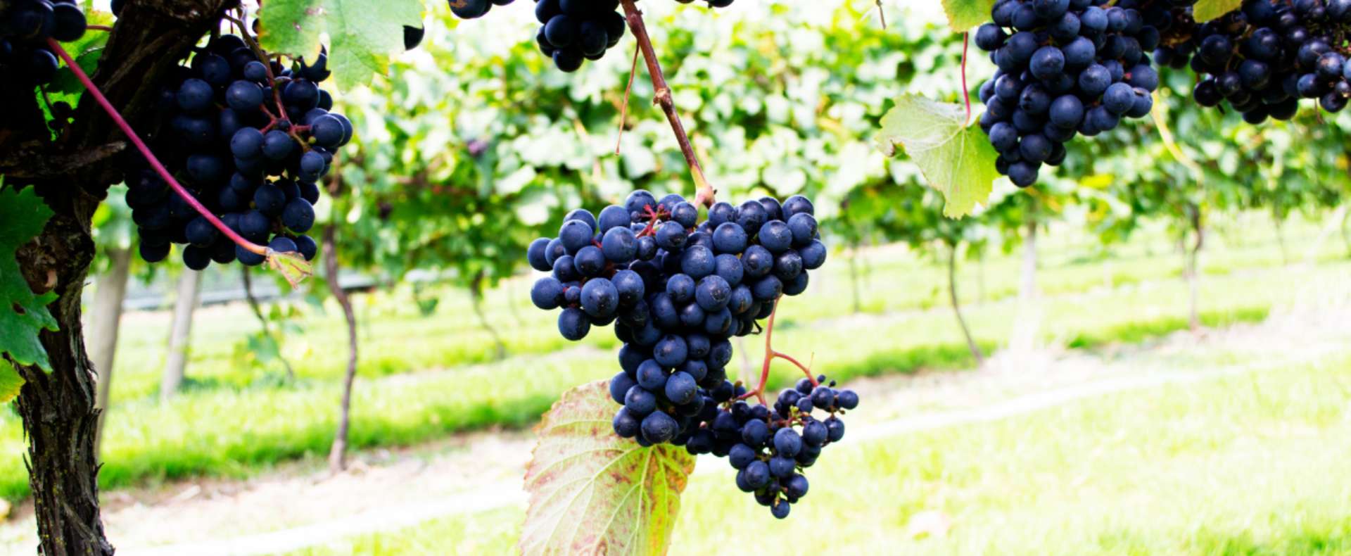 English Wine Blog MA Banner